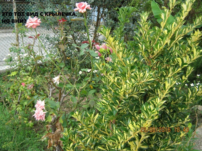 Ничего кроме Гагры!