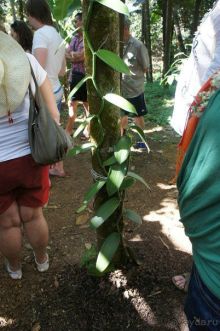 Плантация специй в ГОА