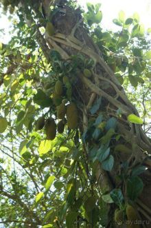 Плантация специй в ГОА