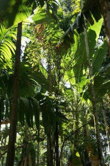 Плантация специй в ГОА