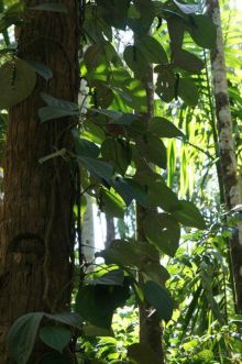 Плантация специй в ГОА