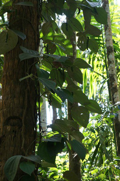 Плантация специй в ГОА Плантация специй в ГОА