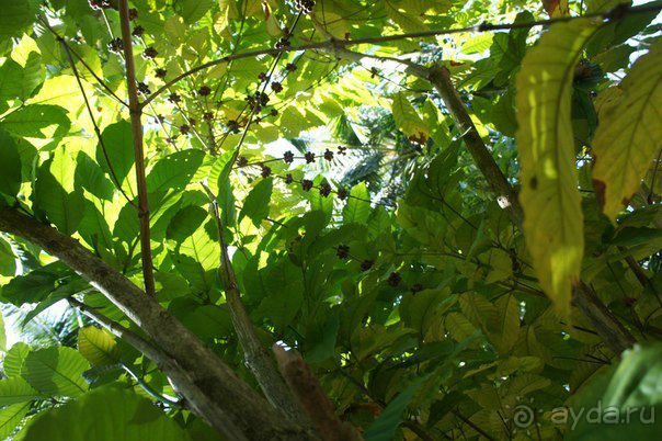 Плантация специй в ГОА Плантация специй в ГОА