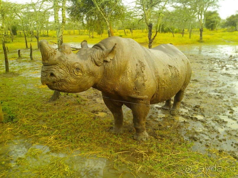Черный носорог.
Существует большая разница между белым и черным