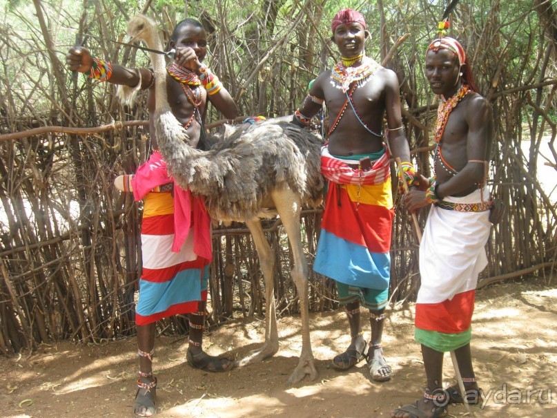 
Вы хотите знать  как они живут вместе со львами?