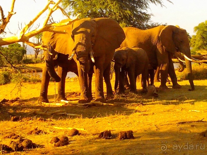 Kenya/Tanzania safari