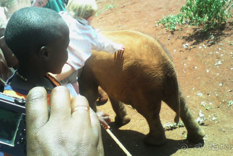 приют для слонов