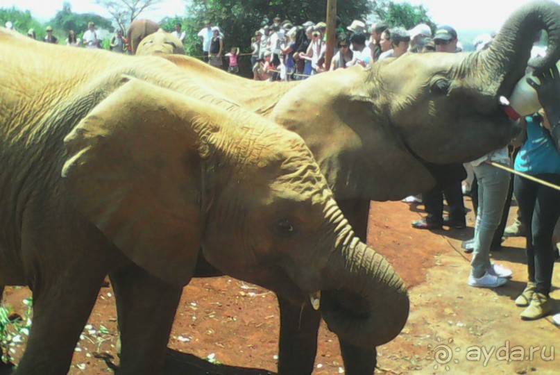 фото Keekorok Game Lodge