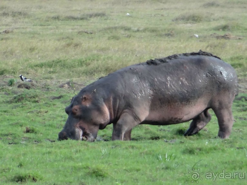 фото Keekorok Game Lodge