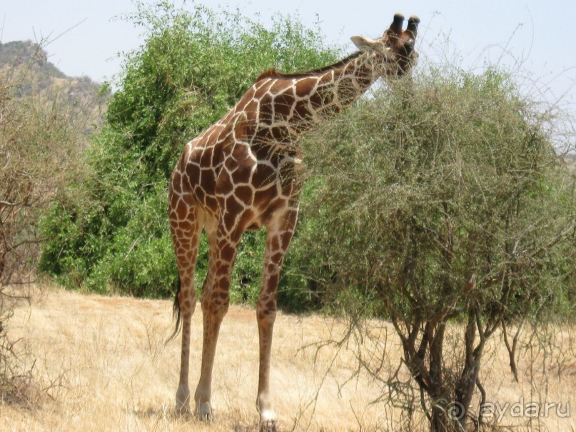 фото Keekorok Game Lodge