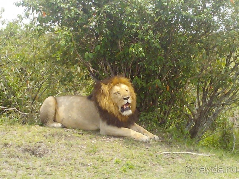 фото Keekorok Game Lodge