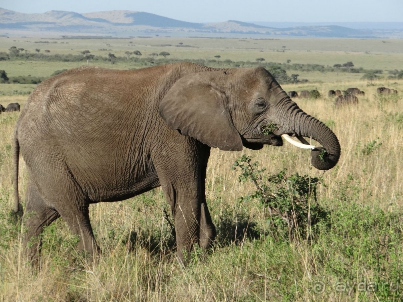 фото Keekorok Game Lodge