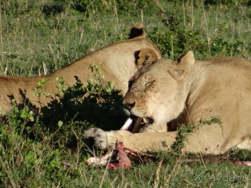фото Keekorok Game Lodge