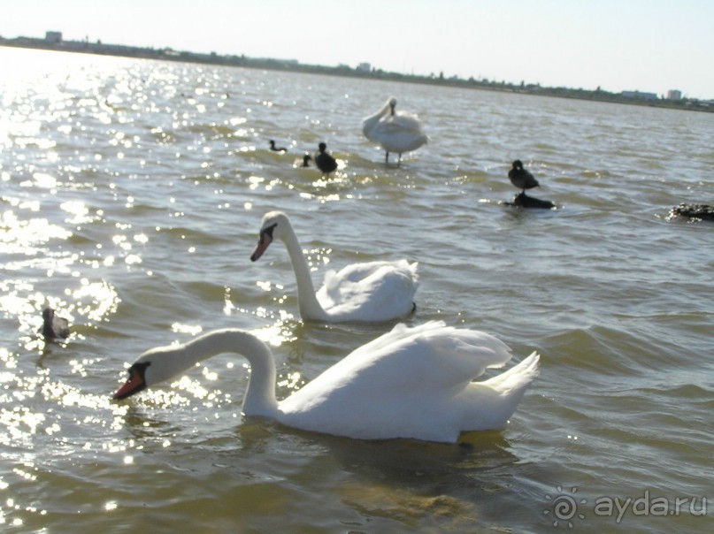 Штормовое! В Del Mar (Дель мар) ни ногой, а Штормовое полюбили навсегда! 