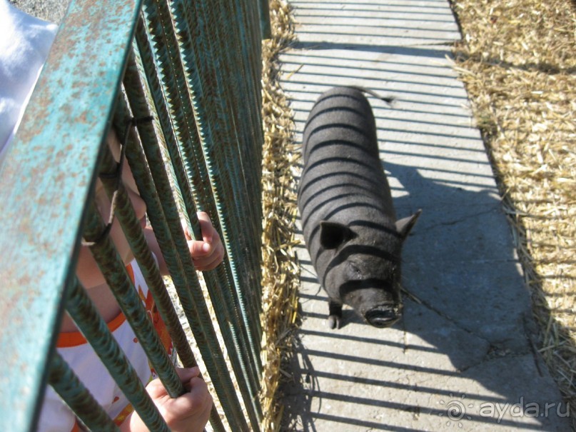 Обязательно посетите с детьми! 