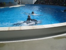 Великолепное представление!