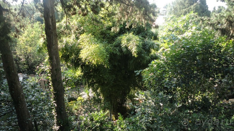 Заросли Симеиза. В середине - бамбук.