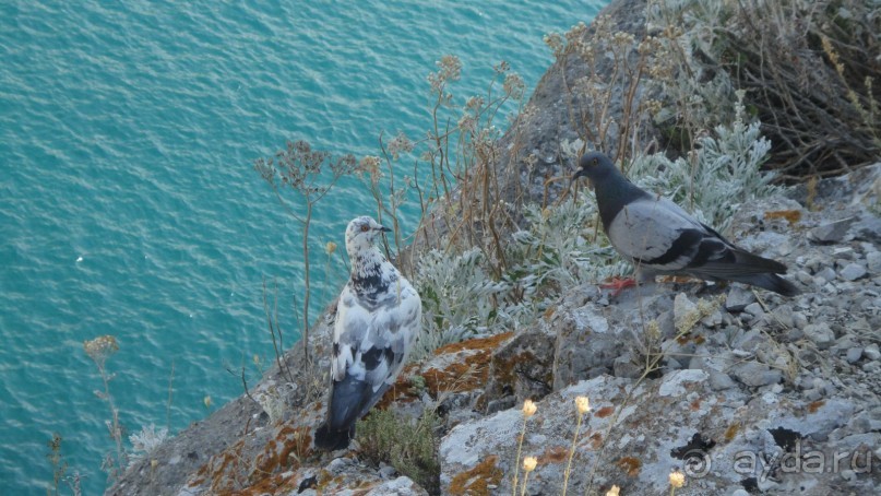 Голуби на скале Дива