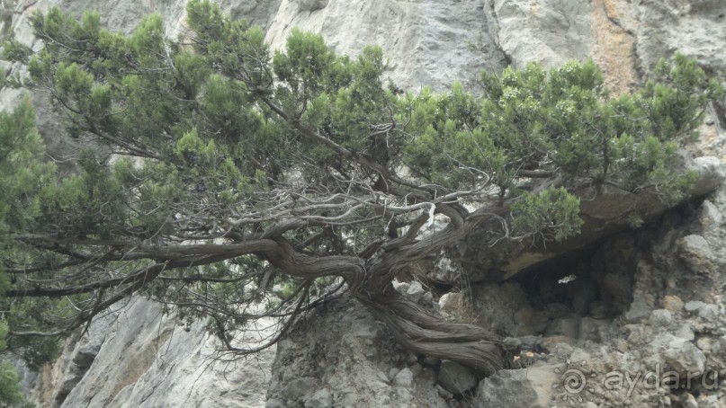 Древовидный можжевельник на горе Кошка