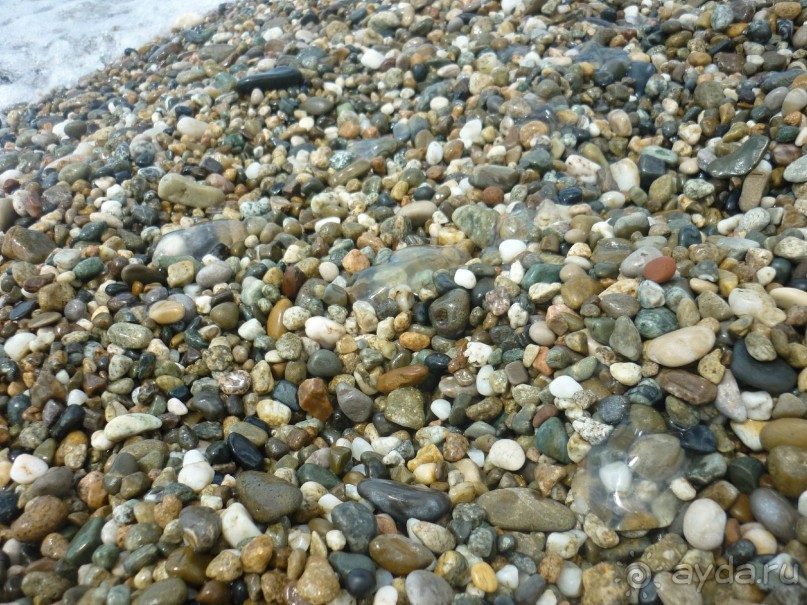 Как Бус и Карамелька впервые море увидели. Абхазия, Пицунда, Рыбзавод 2015....