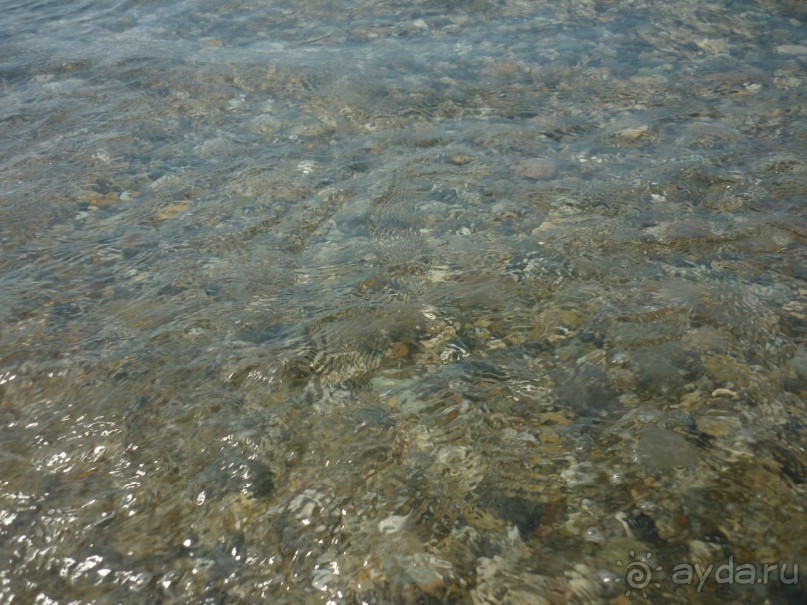 Как Бус и Карамелька впервые море увидели. Абхазия, Пицунда, Рыбзавод 2015....