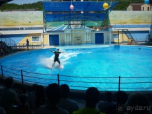 А море ласково шептало и нежно пятки целовало или второй выезд Буса и Карамельки на Черное море