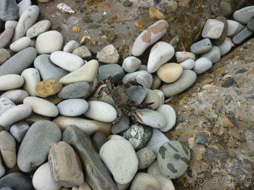 А море ласково шептало и нежно пятки целовало или второй выезд Буса и Карамельки на Черное море