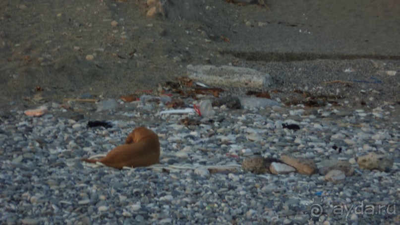 Это пляж . Собаки везде бегают,их очень много.