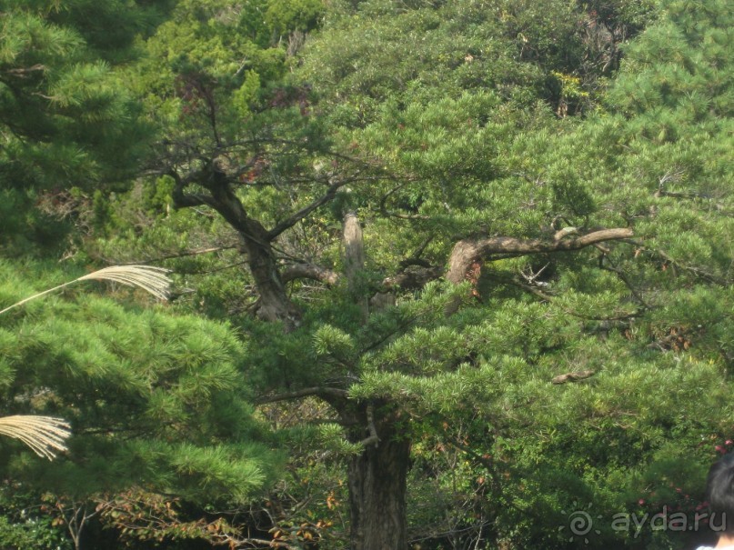 Япония.Большой Будда в Камакуре.