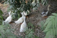 Отдых в Агараки Абхазия