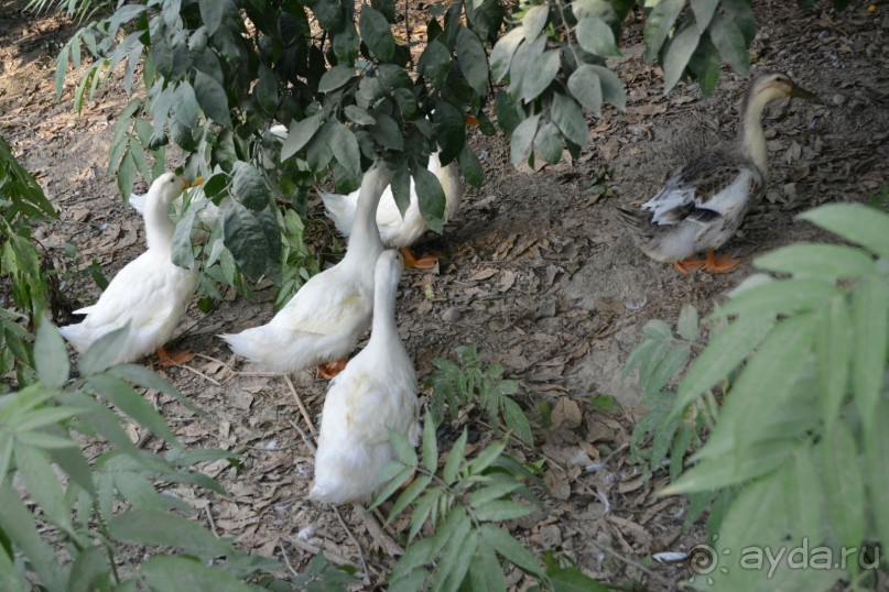 Отдых в Агараки Абхазия