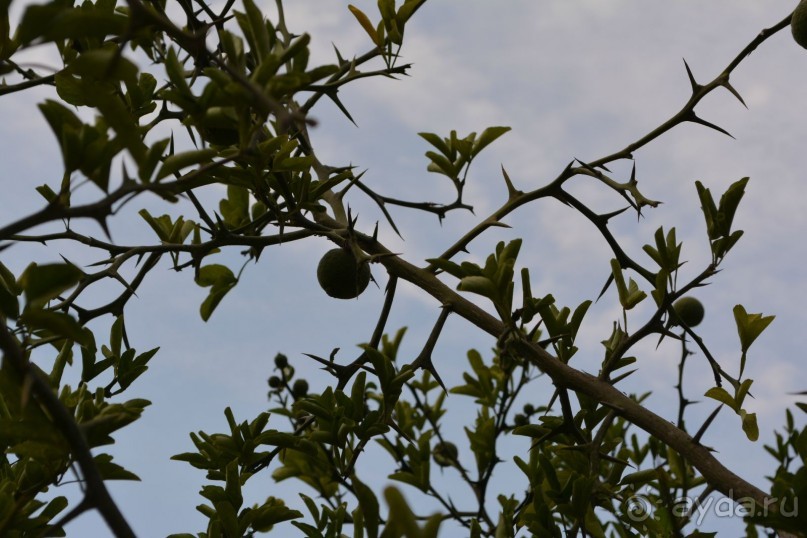 Отдых в Агараки Абхазия