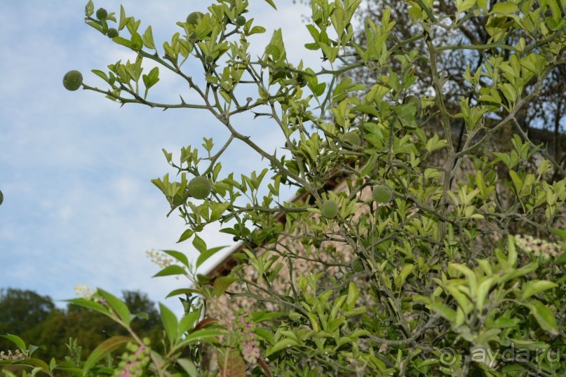 Отдых в Агараки Абхазия