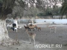 Отель Oasis, о. Родос, Греция