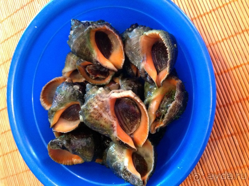 Рапаны, которых можно собирать после шторма