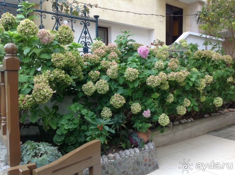 Цветущая гортензия