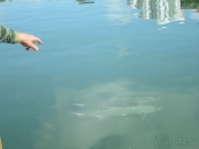 Альбом отзыва "Все надежды оправдались !"