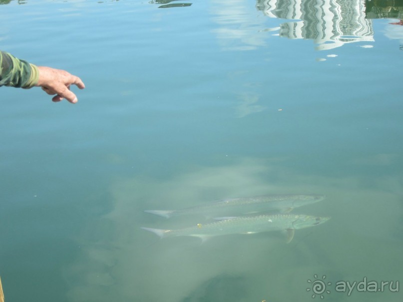 Альбом отзыва "Все надежды оправдались !"