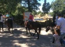 В Пражском зоопарке детям можно все )