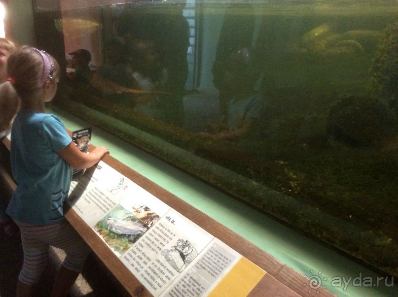 В Пражском зоопарке детям можно все )