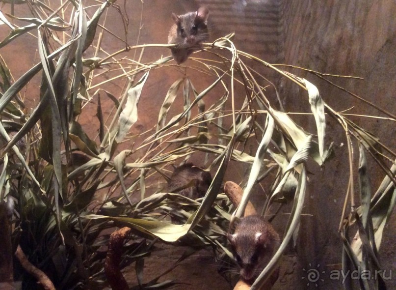 В Пражском зоопарке детям можно все )