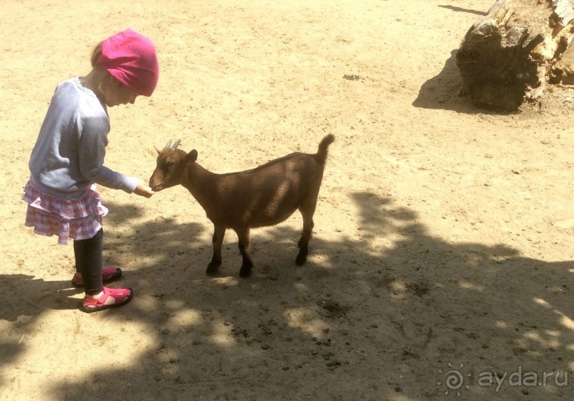 В детском зоопарке самые смелые могут покормить животных )