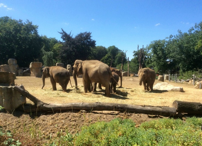 В Пражском зоопарке детям можно все )