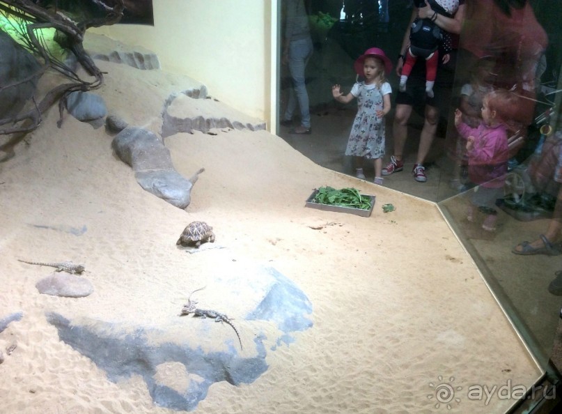 В Пражском зоопарке детям можно все )