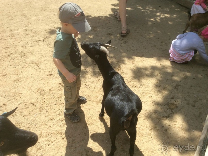 В Пражском зоопарке детям можно все )