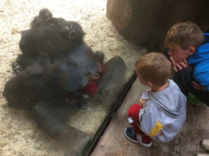 Кто из нас обезьяна ? (думала обезьяна...