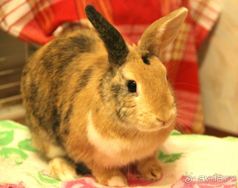 Хостел Спутник