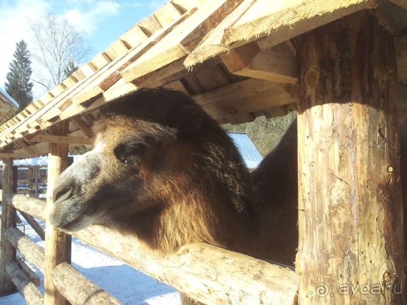 Верблюдица Машка