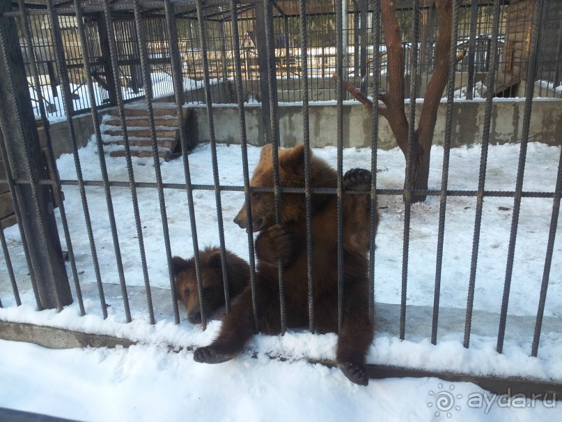 Медвежата выпрашивают еду