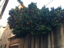 Башенный забег в канун Нового года. (Пиза, Флоренция, Лукка)